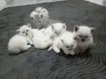 BEMBEYAZ VE GRİ SAFKAN yavrular
