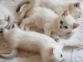 Kalpten kocaman bir Beyaz gülümseme ve bir tutam Mavi