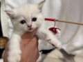 Kalpten kocaman bir Beyaz gülümseme ve bir tutam Mavi