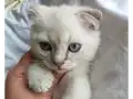Kalpten kocaman bir Beyaz gülümseme ve bir tutam Mavi