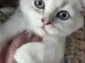 Beyaz Ragdoll Mavi göz
