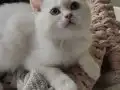 Beyaz Ragdoll Mavi göz
