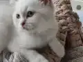 Beyaz Ragdoll Mavi göz