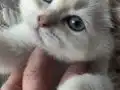 Beyaz Ragdoll Mavi göz