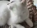 Beyaz Ragdoll Mavi göz