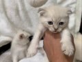 Buz Mavisi Gözlü Beyaz Scottish Fold