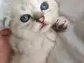 Buz Mavisi Gözlü Beyaz Scottish Fold
