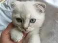 Buz Mavisi Gözlü Beyaz Scottish Fold