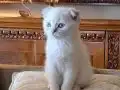 Buz Mavisi Gözlü Beyaz Scottish Fold