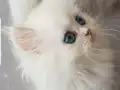 Beyaz Ragdoll Mavi göz