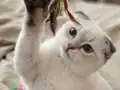 Buz Mavisi Gözlü Beyaz Scottish Fold