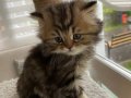 Aslan Yeleli Yakışıklı Tabby 