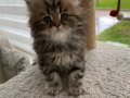 Aslan Yeleli Yakışıklı Tabby 