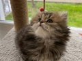 Aslan Yeleli Yakışıklı Tabby 