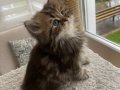 Aslan Yeleli Yakışıklı Tabby 