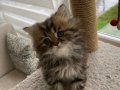 Aslan Yeleli Yakışıklı Tabby 
