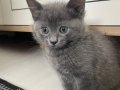 Evden Yetişme 6 Haftalık British Shorthair Yavrular