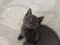 Evden Yetişme 6 Haftalık British Shorthair Yavrular