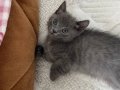 Evden Yetişme 6 Haftalık British Shorthair Yavrular