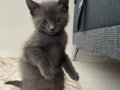 Evden Yetişme 6 Haftalık British Shorthair Yavrular