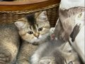 Kendi Güzel Huyu Daha Güzel