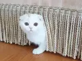 Bu Bakıslara Kim Hayır Diyebilir? 