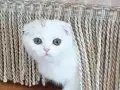 Bu Bakıslara Kim Hayır Diyebilir? 