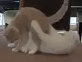 Bu Bakıslara Kim Hayır Diyebilir? 