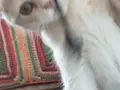 Bu Bakıslara Kim Hayır Diyebilir? 
