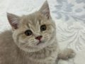 British Longhair Yavru Kediler