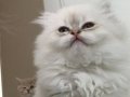 British Longhair Yavru Kediler