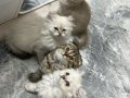 British Longhair Yavru Kediler