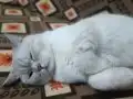 Paşaya Yuva Aranıyor