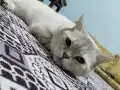 Paşaya Yuva Aranıyor