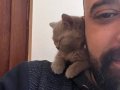 2 Aylık Oyuncu, Uysal, İnsan Canlısı, Tuvalet Eğitimli