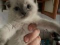 Scottish blue point sütten yeni kesildi