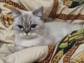 Acil sahiplendirmek istiyorum lütfen 