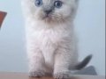 BRİTSH SHORTHAİR YAVRULAR