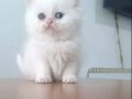 BRİTSH SHORTHAİR YAVRULAR