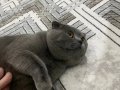 Scottish Fold Tüm Ekipmanları ile Birlikte