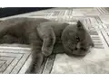 Scottish Fold Tüm Ekipmanları ile Birlikte
