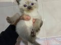 Sevimli British Shorthair Yavru Kedi