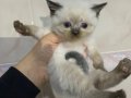 Sevimli British Shorthair Yavru Kedi