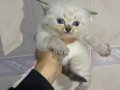 Sevimli British Shorthair Yavru Kedi