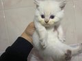 Sevimli British Shorthair Yavru Kedi