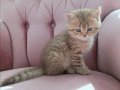 40 günlük Safkan British Shorthair Yavrular
