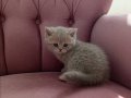 40 günlük Safkan British Shorthair Yavrular