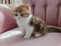 40 günlük Safkan British Shorthair Yavrular