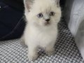 Kar Kurdu Beyazlığında British Longhair Yıldızları