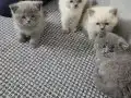 Kar Kurdu Beyazlığında British Longhair Yıldızları